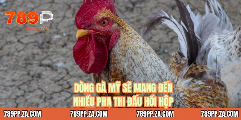 Dòng gà Mỹ sẽ mang đến nhiều pha thi đấu hồi hộp